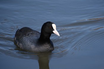 Eurasian Coot 大島公園(ひたちなか市) Tue, 3/7/2023