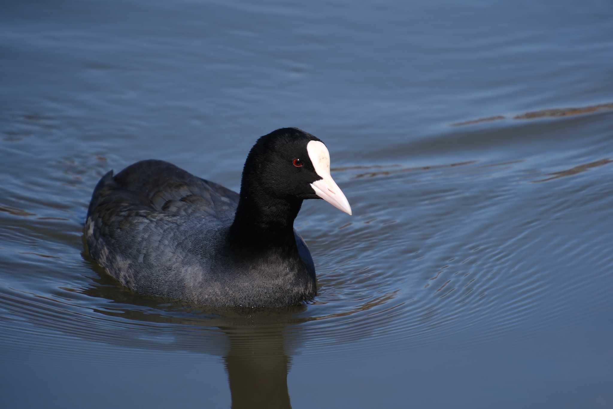 Photo of Eurasian Coot at 大島公園(ひたちなか市) by MNB EBSW