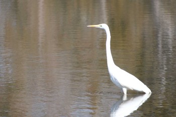 ダイサギ 大島公園(ひたちなか市) 2023年3月7日(火)