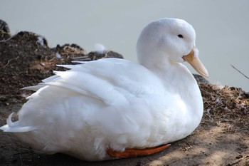 アヒル 大島公園(ひたちなか市) 2023年3月7日(火)