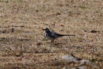 ハクセキレイ 大島公園(ひたちなか市) 2023年3月7日(火)