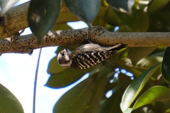 Japanese Pygmy Woodpecker 大島公園(ひたちなか市) Tue, 3/7/2023