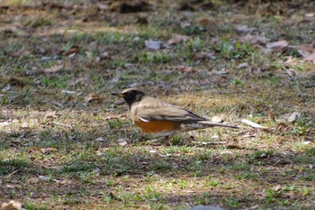 Brown-headed Thrush(orii) 大島公園(ひたちなか市) Tue, 3/7/2023