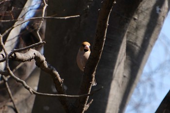 Hawfinch 大島公園(ひたちなか市) Tue, 3/7/2023