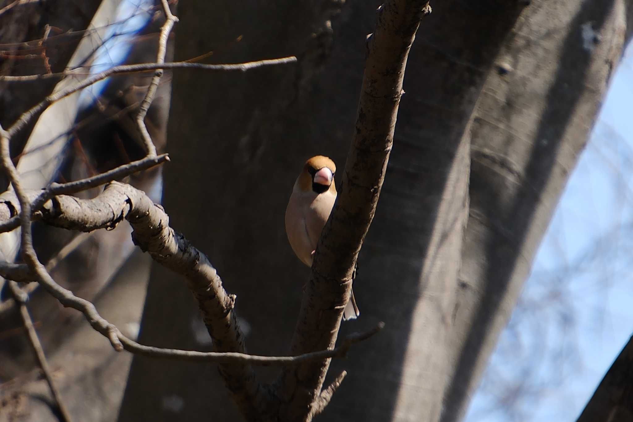 Photo of Hawfinch at 大島公園(ひたちなか市) by MNB EBSW