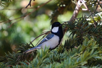 シジュウカラ 大島公園(ひたちなか市) 2023年3月7日(火)