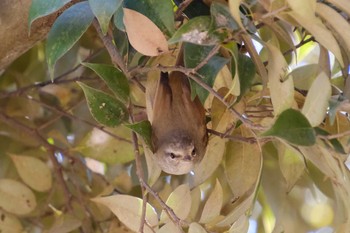 Tue, 3/7/2023 Birding report at 大島公園(ひたちなか市)