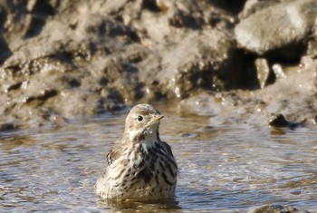 Water Pipit Unknown Spots Unknown Date