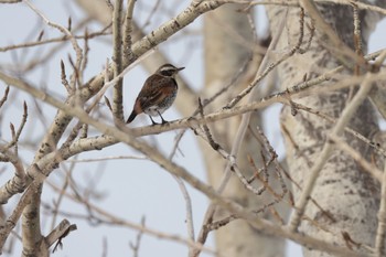 2023年3月7日(火) 札幌モエレ沼公園の野鳥観察記録