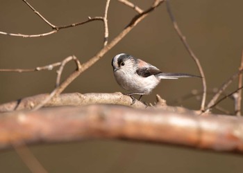 エナガ 徳生公園 2023年3月7日(火)