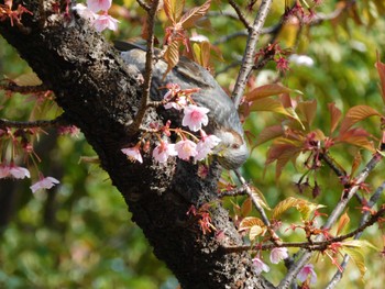 2023年3月7日(火) 平和の森公園、妙正寺川の野鳥観察記録