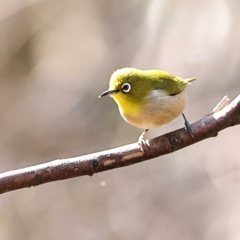 Warbling White-eye 権現山(弘法山公園) Tue, 3/7/2023