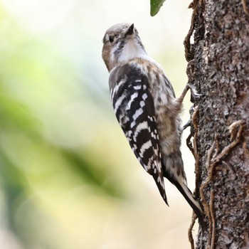 Japanese Pygmy Woodpecker 権現山(弘法山公園) Tue, 3/7/2023