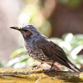 Brown-eared Bulbul 権現山(弘法山公園) Tue, 3/7/2023