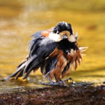 Varied Tit 権現山(弘法山公園) Tue, 3/7/2023