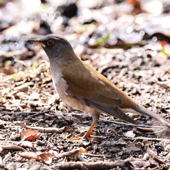 Pale Thrush 権現山(弘法山公園) Tue, 3/7/2023