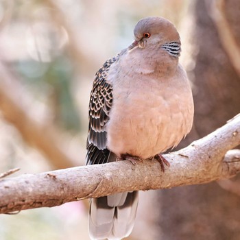 Oriental Turtle Dove 権現山(弘法山公園) Tue, 3/7/2023