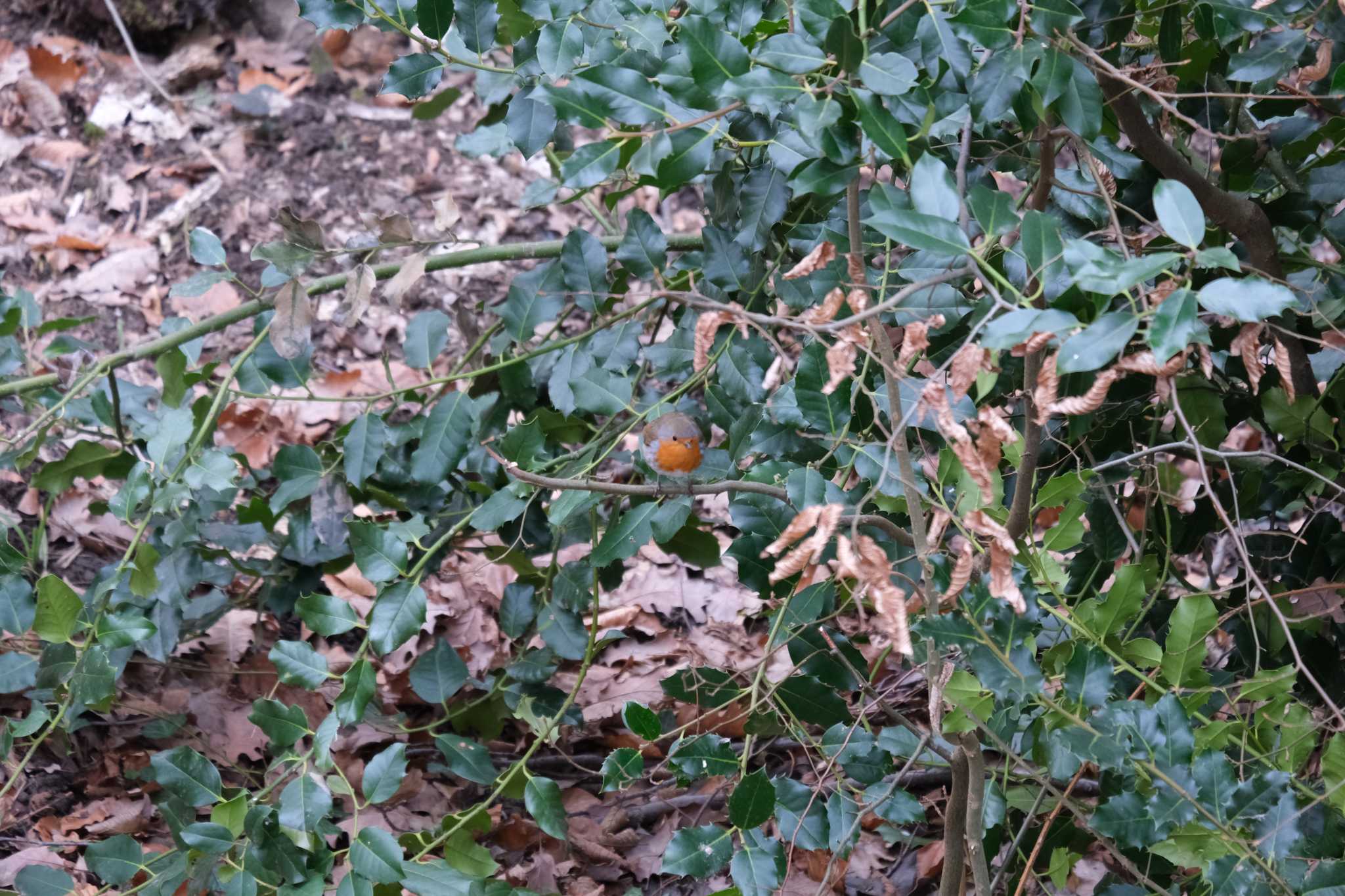 Photo of European Robin at Venusberg by hidebonn