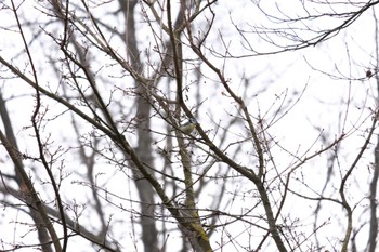 Eurasian Blue Tit Venusberg Tue, 3/7/2023