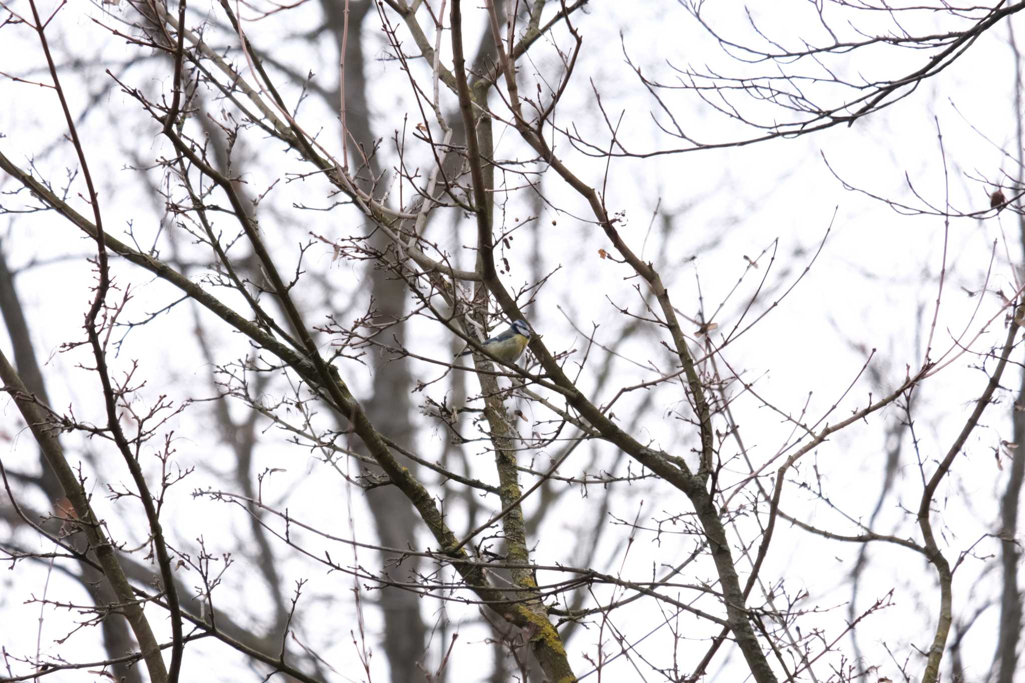 Photo of Eurasian Blue Tit at Venusberg by hidebonn