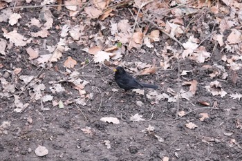 Chinese Blackbird Venusberg Tue, 3/7/2023