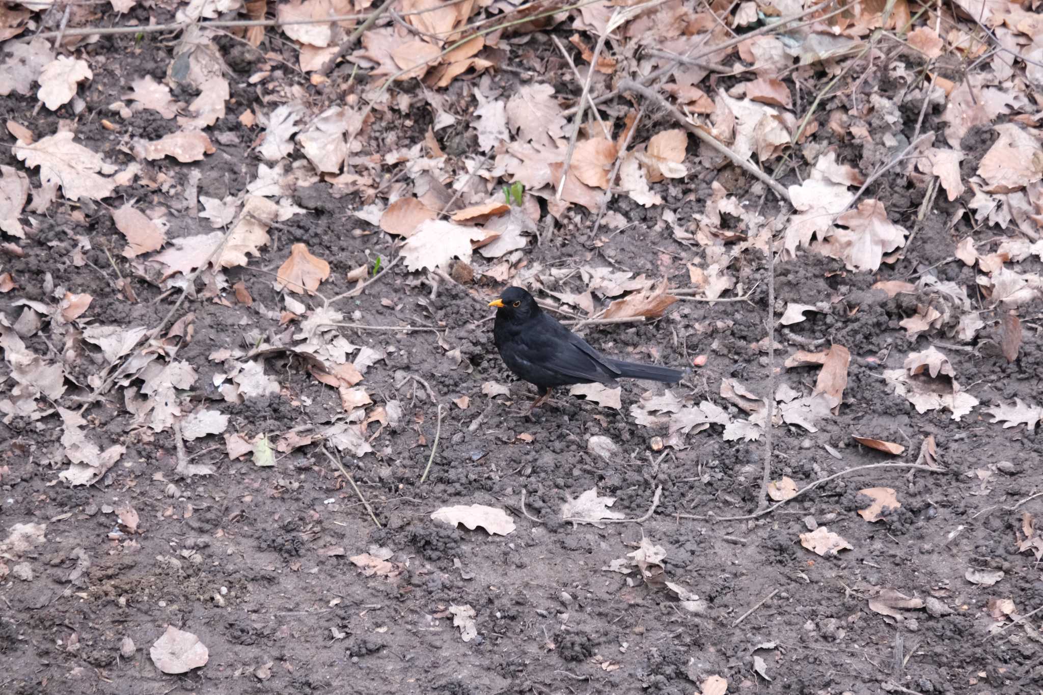 Photo of Chinese Blackbird at Venusberg by hidebonn