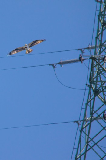 Osprey 山口県 Mon, 3/6/2023