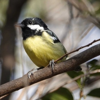 Yellow-bellied Tit 小幡緑地 Tue, 3/7/2023