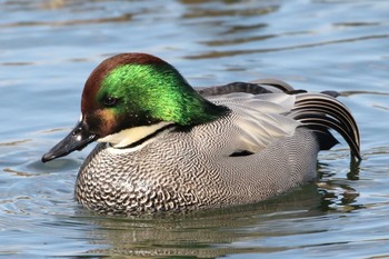 Falcated Duck Unknown Spots Unknown Date