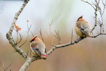 Japanese Waxwing 富岡総合公園(横浜市) Sun, 3/5/2023