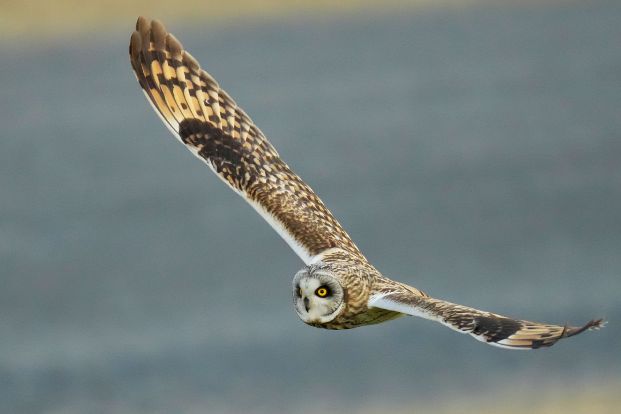 江戸川(三郷) コミミズクの写真 by アポちん