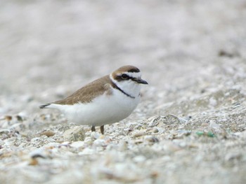 シロチドリ ふなばし三番瀬海浜公園 2023年3月5日(日)