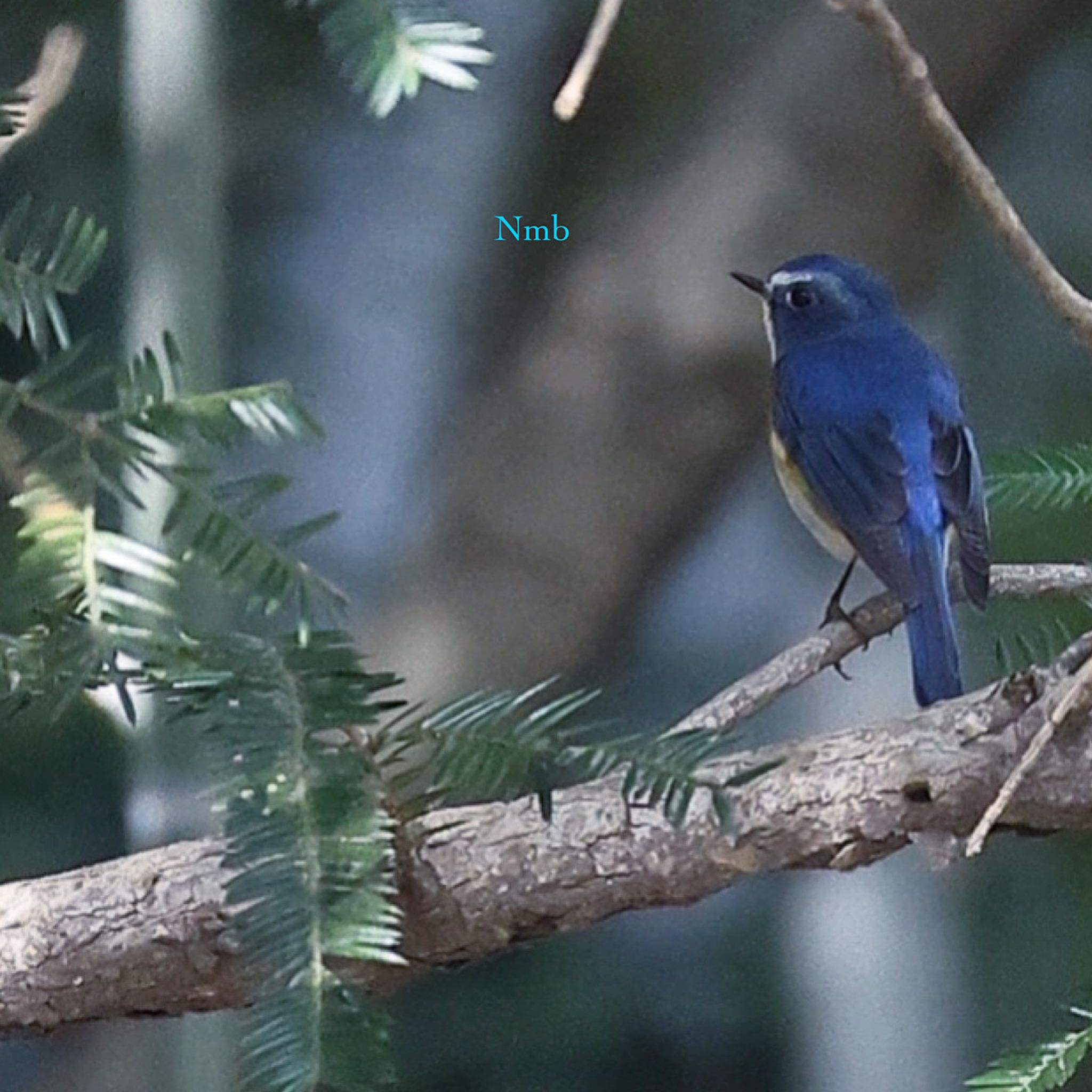 Photo of Red-flanked Bluetail at  by soul.number.358