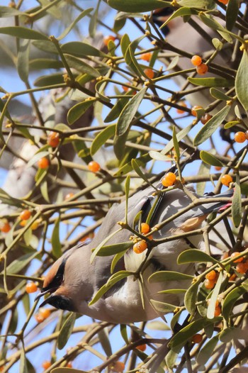 Japanese Waxwing 旭日丘湖畔緑地公園 Sat, 3/4/2023