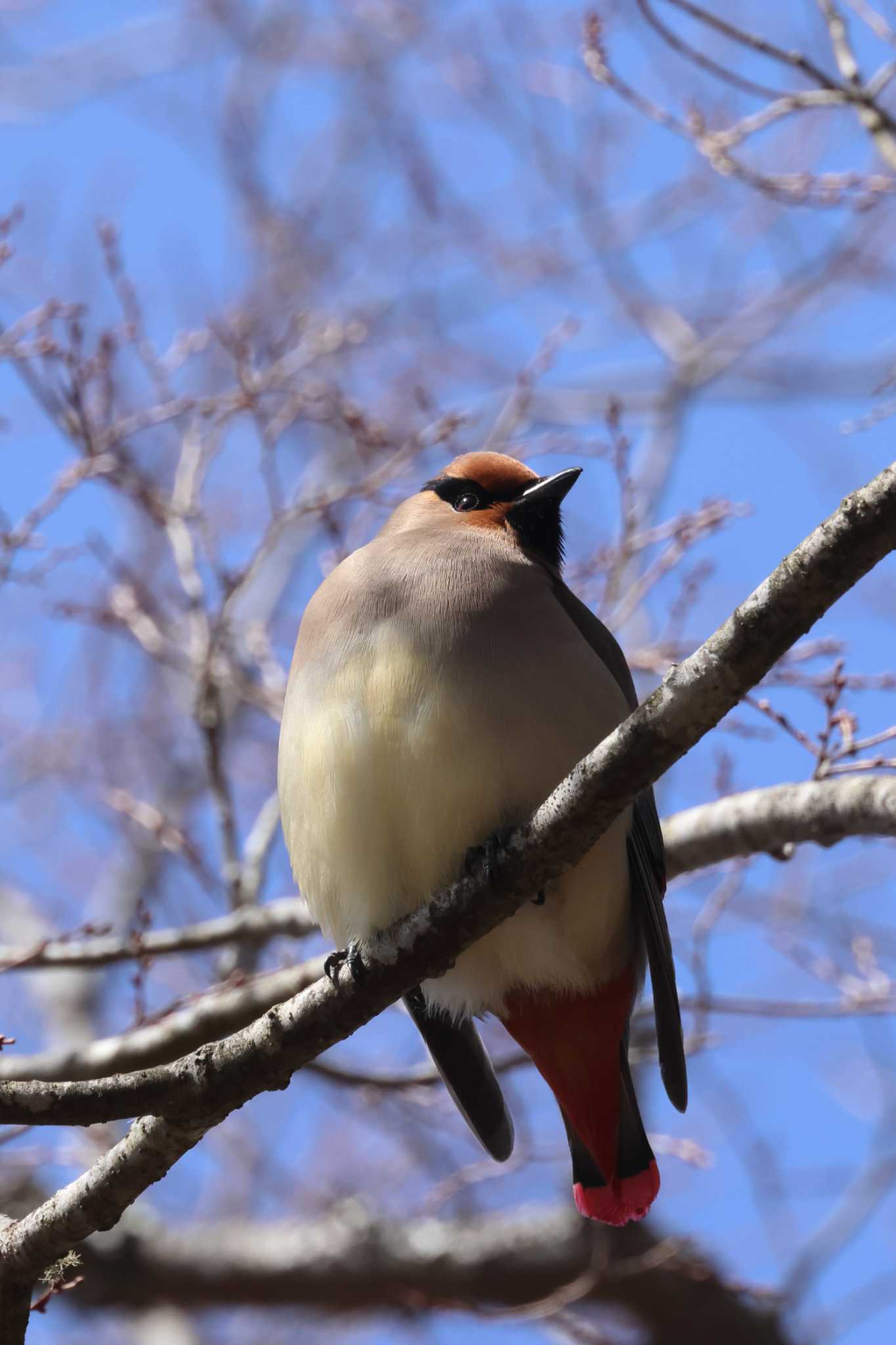 Photo of Japanese Waxwing at 旭日丘湖畔緑地公園 by yuki