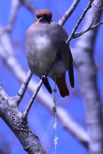 ヒレンジャク 旭日丘湖畔緑地公園 2023年3月4日(土)