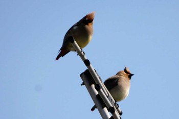 Japanese Waxwing いたち川 Mon, 3/7/2022