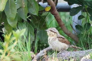 2023年3月5日(日) 山崎川中流域の野鳥観察記録