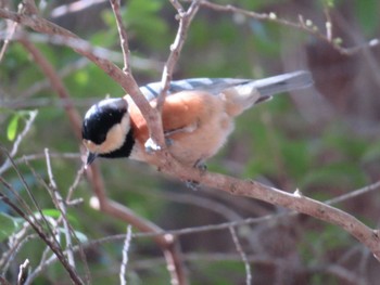 Varied Tit Unknown Spots Mon, 3/6/2023