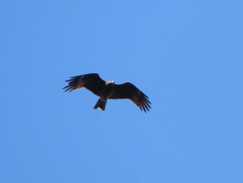 Black Kite Unknown Spots Mon, 3/6/2023