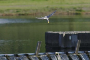 Sun, 5/6/2018 Birding report at 多摩川二ヶ領宿河原堰