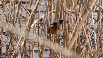 ジョウビタキ 渡良瀬遊水地 2023年3月5日(日)