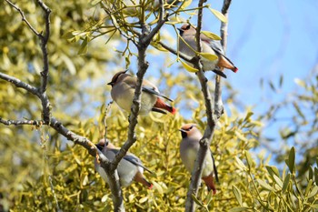 Japanese Waxwing 三重郡菰野町 Tue, 3/7/2023