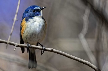 Red-flanked Bluetail 武田の杜 Sat, 2/18/2023