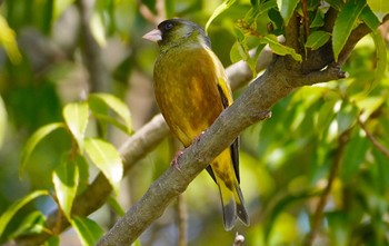 2023年3月7日(火) 協定グラウンドの野鳥観察記録