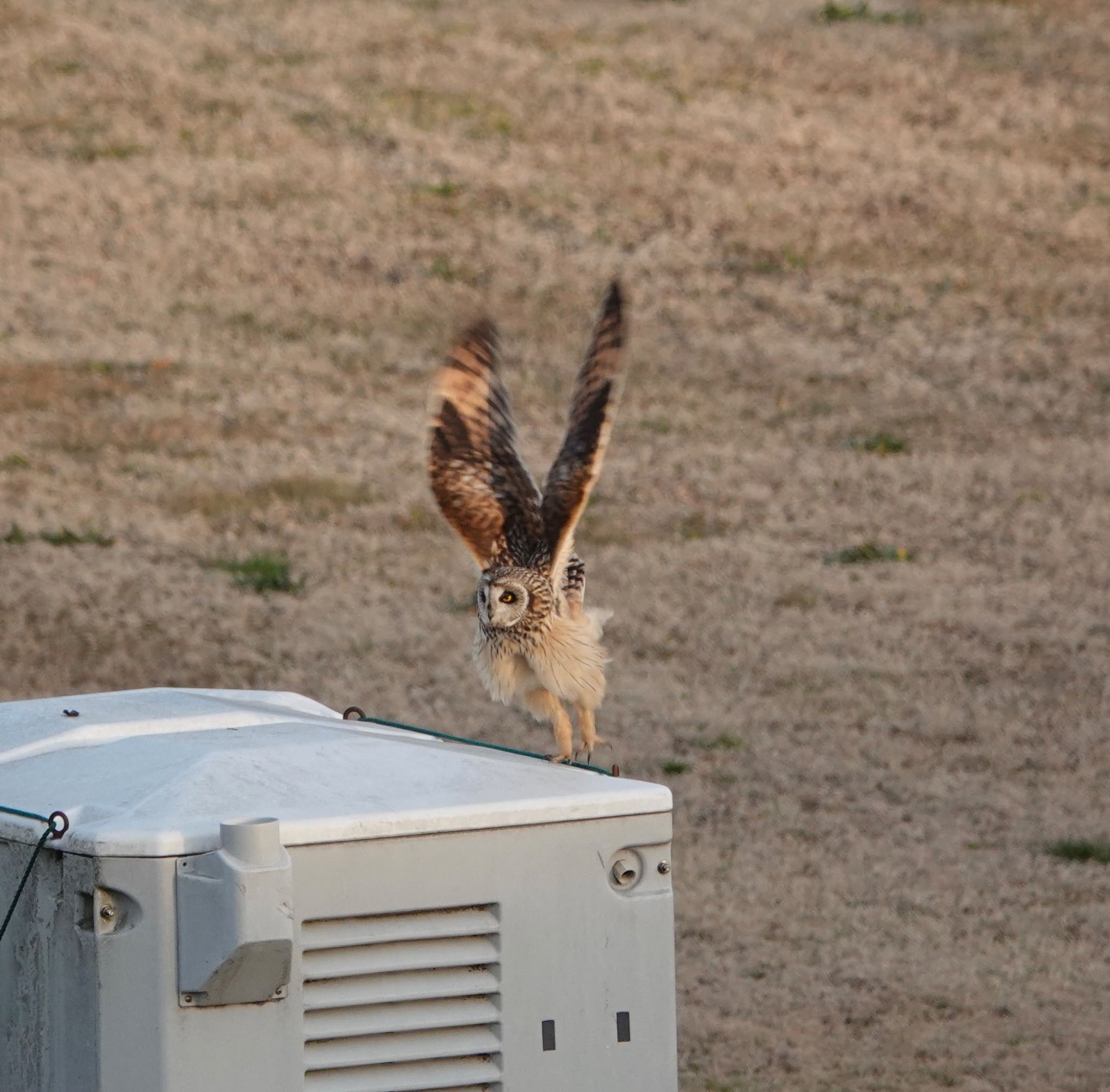 江戸川 コミミズクの写真 by ぷん