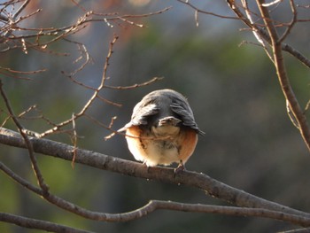 2023年3月7日(火) 木津川市の野鳥観察記録