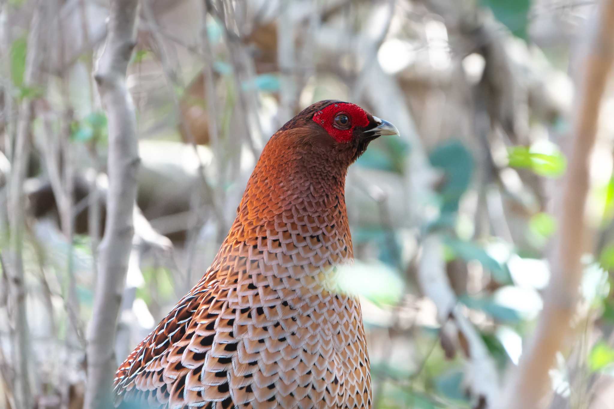 Photo of Copper Pheasant at 姫路市 by 禽好き