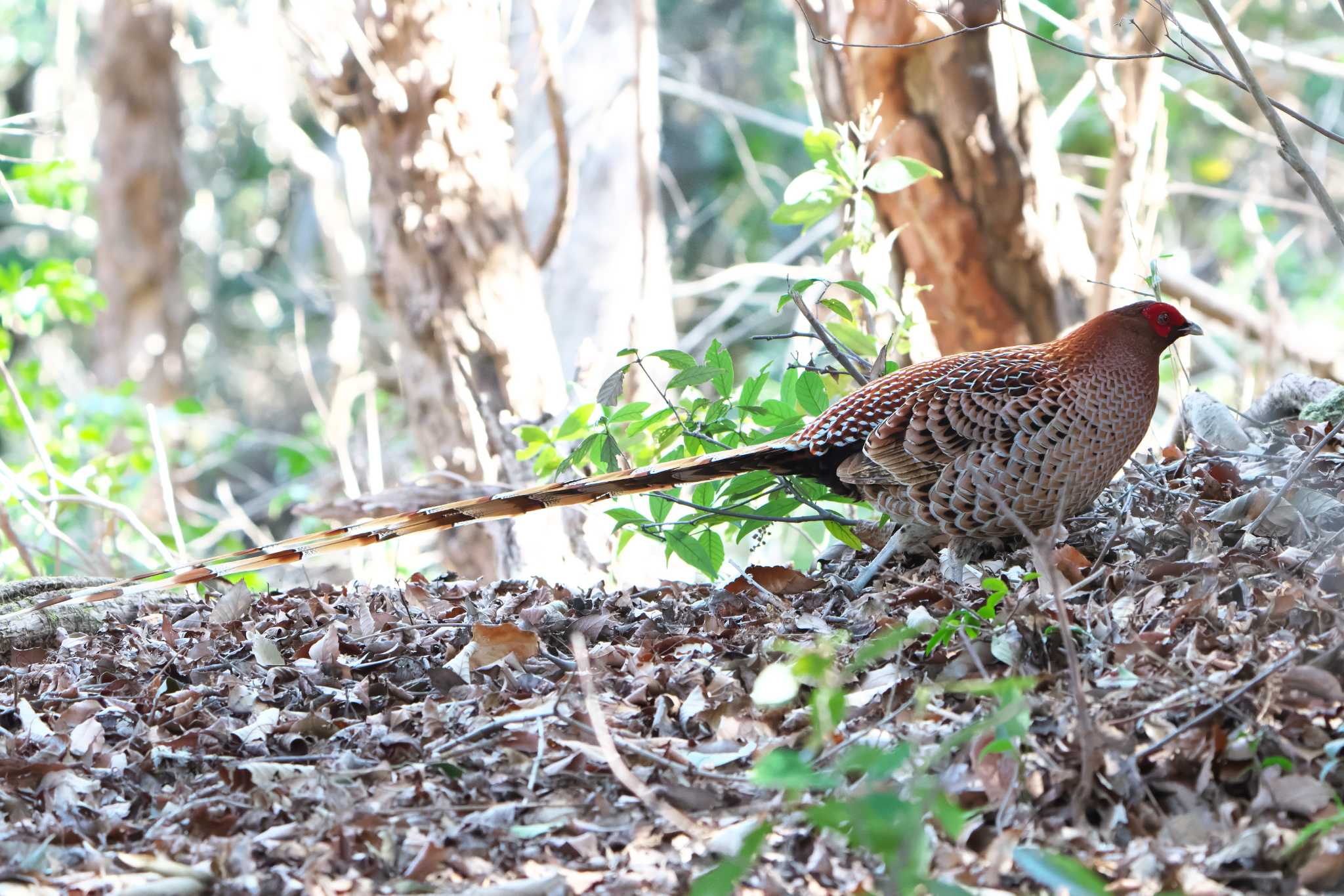 Copper Pheasant