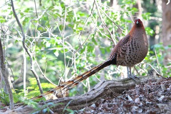 Sun, 3/5/2023 Birding report at 姫路市